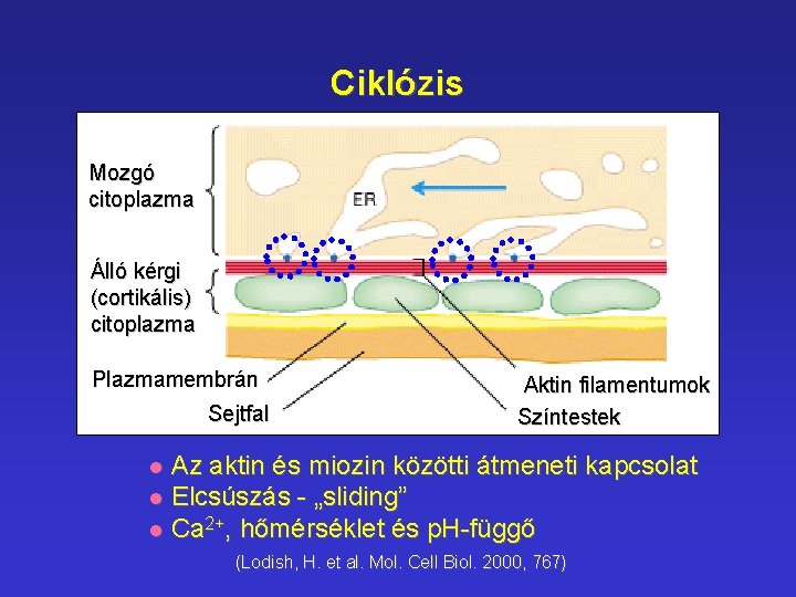 Ciklózis Mozgó citoplazma Álló kérgi (cortikális) citoplazma Plazmamembrán Sejtfal Aktin filamentumok Színtestek Az aktin