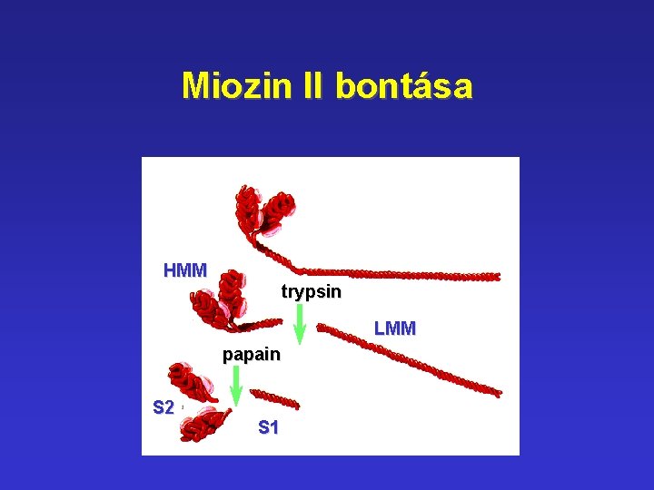 Miozin II bontása HMM trypsin LMM papain S 2 S 1 