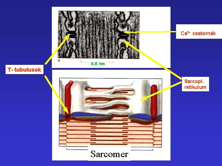 Ca 2+ csatornák 0. 5 nm T- tubulusok Sarcopl. retikulum Sarcomer 