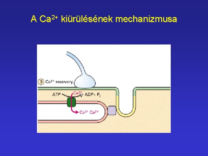 A Ca 2+ kiürülésének mechanizmusa 