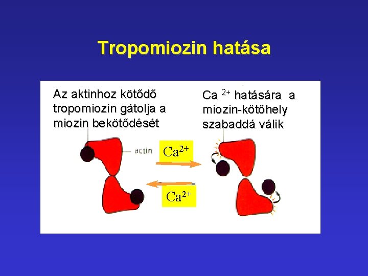 Tropomiozin hatása Az aktinhoz kötődő tropomiozin gátolja a miozin bekötődését Ca 2+ hatására a