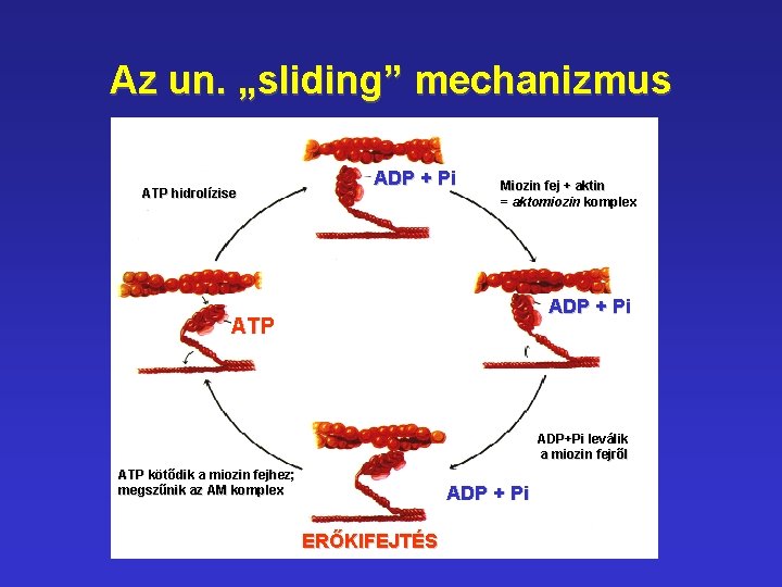Az un. „sliding” mechanizmus ATP hidrolízise ADP + Pi Miozin fej + aktin =