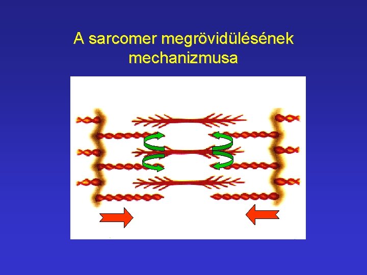 A sarcomer megrövidülésének mechanizmusa Sarcomer A csík 