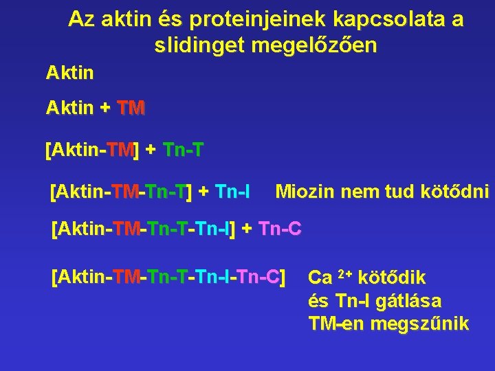 Az aktin és proteinjeinek kapcsolata a slidinget megelőzően Aktin + TM [Aktin-TM] + Tn-T