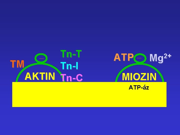 Tn-T TM Tn-I AKTIN Tn-C ATP Mg 2+ MIOZIN ATP-áz 