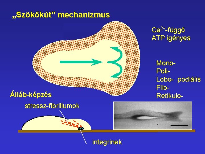 „Szökőkút” mechanizmus Ca 2+-függő ATP igényes Mono. Poli. Lobo- podiális Filo. Retikulo- Álláb-képzés stressz-fibrillumok