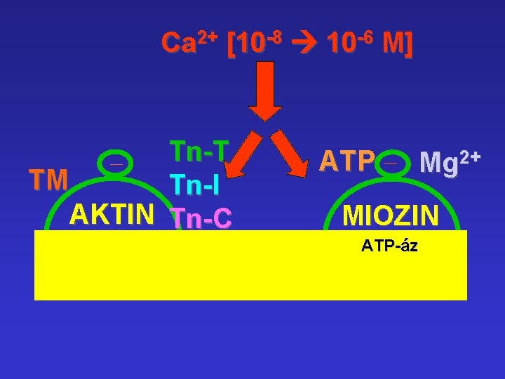 Ca 2+ [10 -8 10 -6 M] Tn-T TM Tn-I AKTIN Tn-C ATP Mg