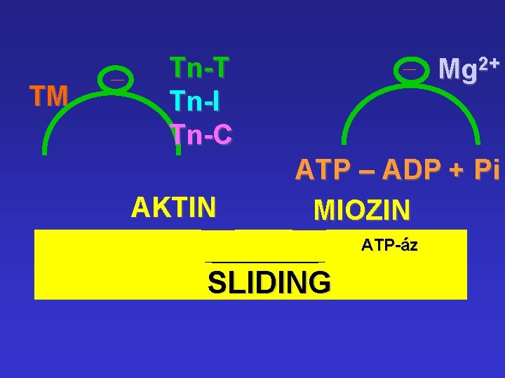TM Tn-T Tn-I Tn-C AKTIN Mg 2+ ATP – ADP + Pi MIOZIN ATP-áz
