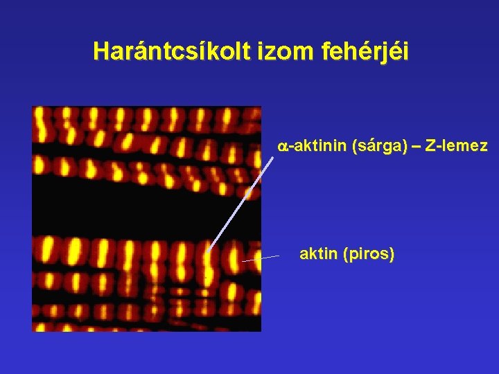 Harántcsíkolt izom fehérjéi a-aktinin (sárga) – Z-lemez aktin (piros) 