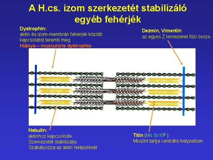 A H. cs. izom szerkezetét stabilizáló egyéb fehérjék Dystrophin: aktin és izom-membrán fehérjék közötti