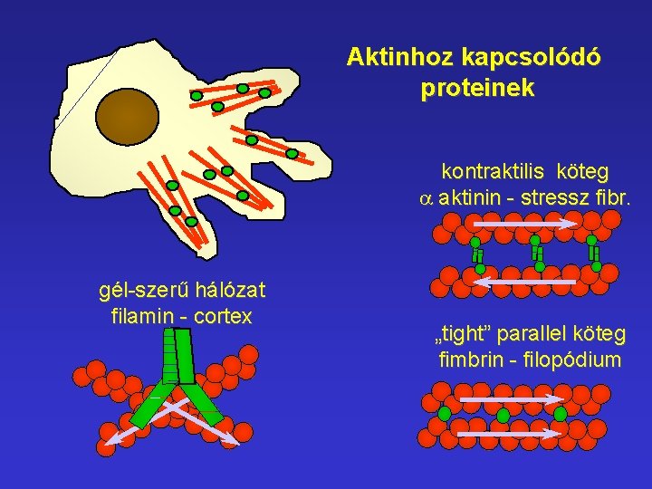 Aktinhoz kapcsolódó proteinek kontraktilis köteg a aktinin - stressz fibr. gél-szerű hálózat filamin -