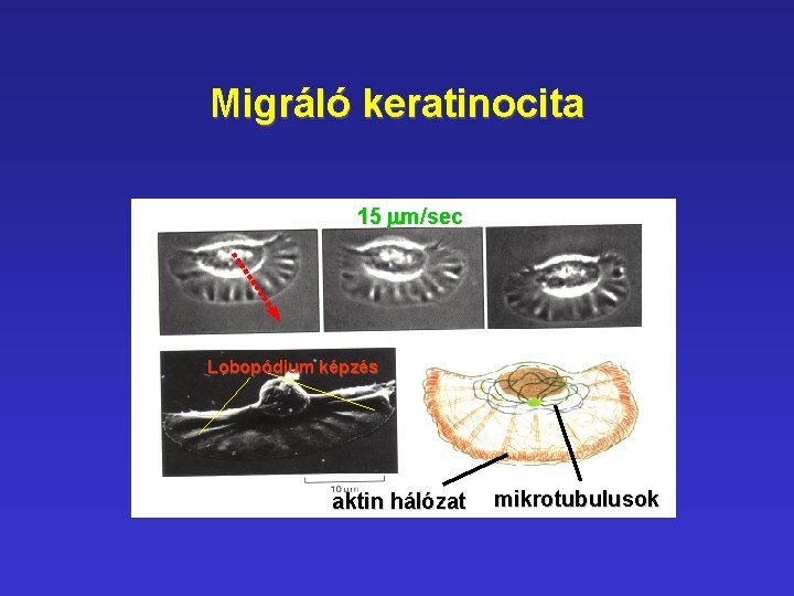 Migráló keratinocita 15 mm/sec Lobopódium képzés aktin hálózat mikrotubulusok 