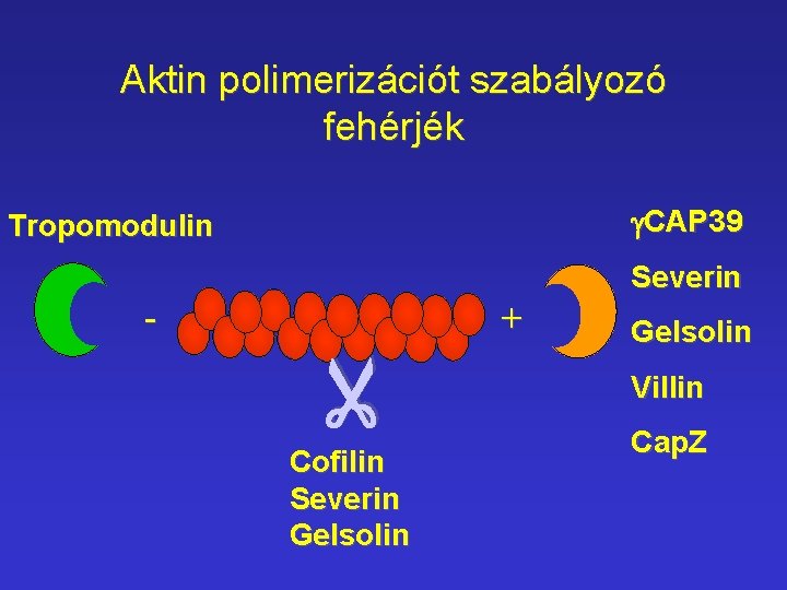 Aktin polimerizációt szabályozó fehérjék g. CAP 39 Tropomodulin + - Cofilin Severin Gelsolin Villin