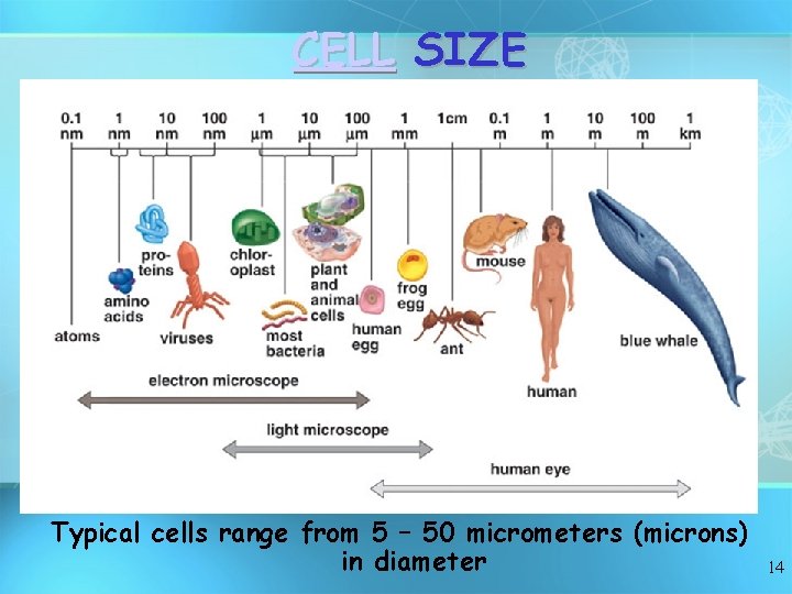 CELL SIZE Typical cells range from 5 – 50 micrometers (microns) in diameter 14