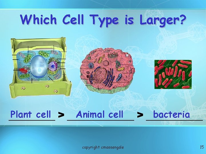 Which Cell Type is Larger? Plant cell > _______ Animal cell > ______ bacteria