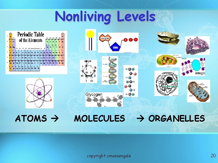 Nonliving Levels ATOMS MOLECULES copyright cmassengale ORGANELLES 20 