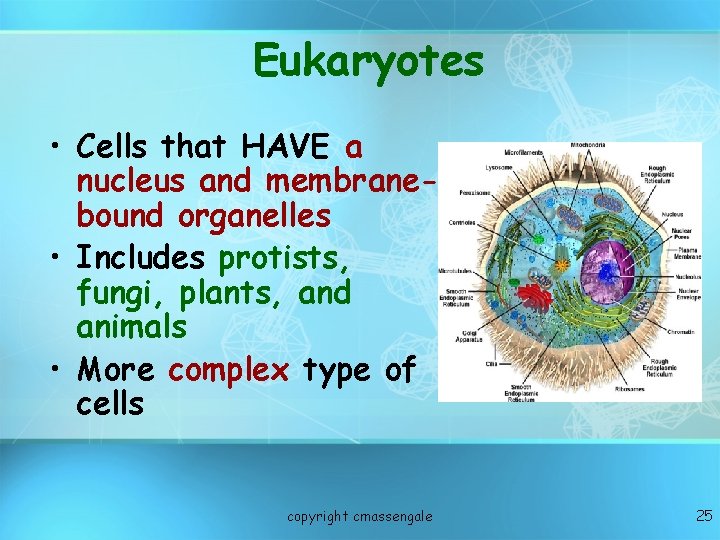 Eukaryotes • Cells that HAVE a nucleus and membranebound organelles • Includes protists, fungi,