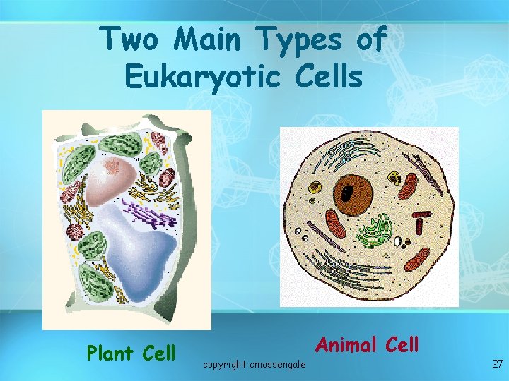 Two Main Types of Eukaryotic Cells Plant Cell copyright cmassengale Animal Cell 27 