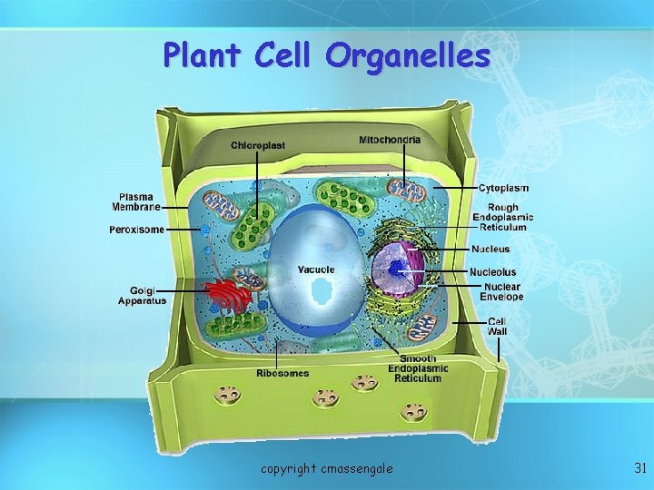 Plant Cell Organelles copyright cmassengale 31 