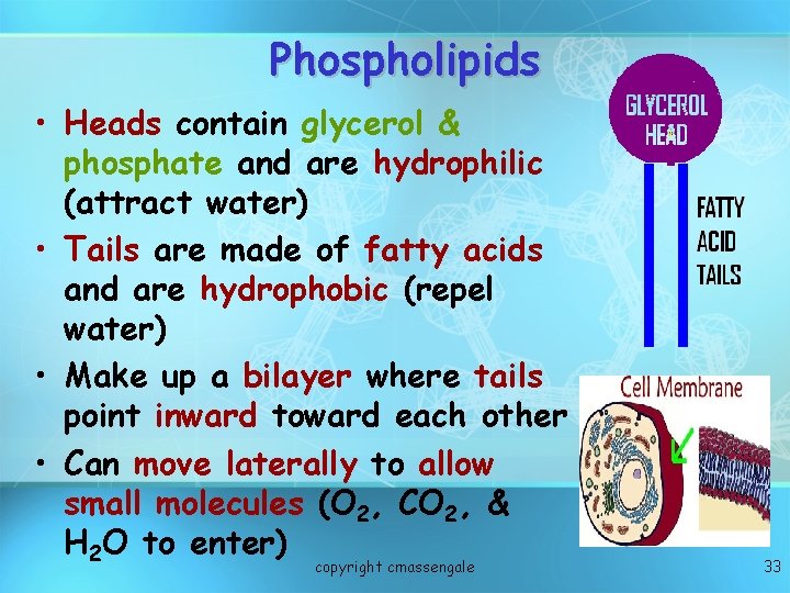Phospholipids • Heads contain glycerol & phosphate and are hydrophilic (attract water) • Tails