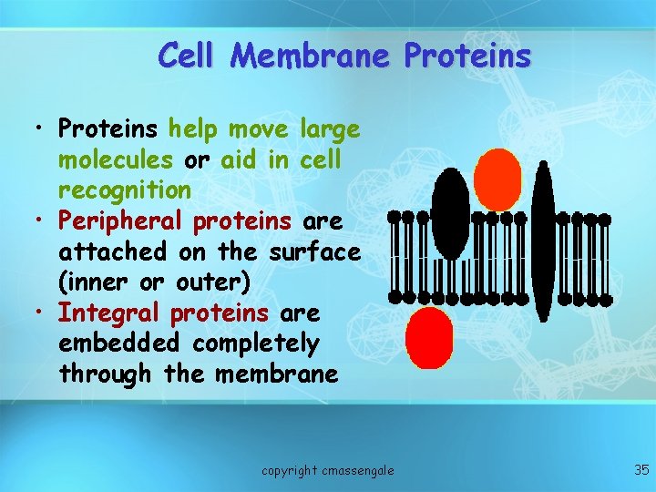 Cell Membrane Proteins • Proteins help move large molecules or aid in cell recognition