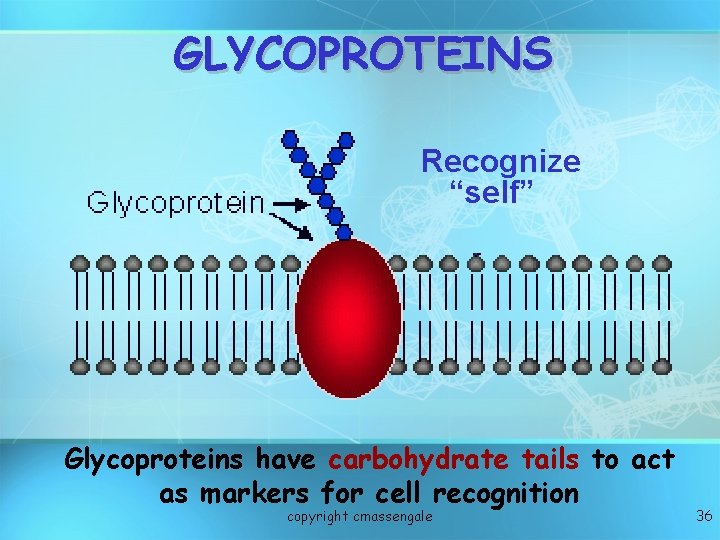 GLYCOPROTEINS Recognize “self” Glycoproteins have carbohydrate tails to act as markers for cell recognition