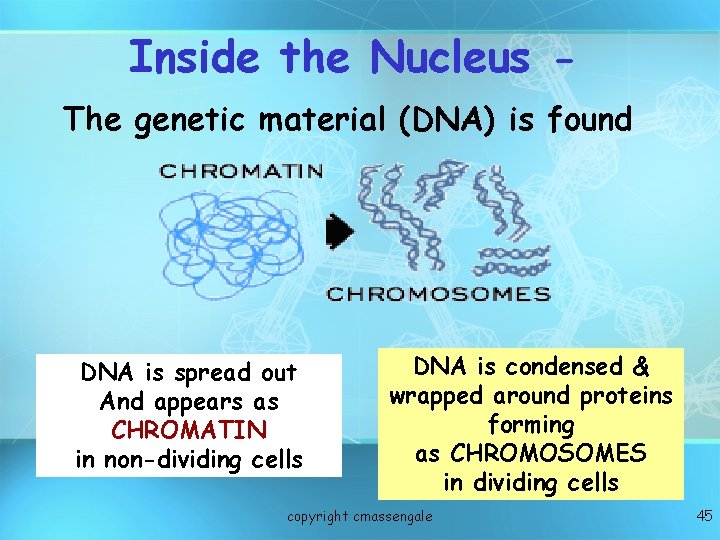 Inside the Nucleus The genetic material (DNA) is found DNA is spread out And