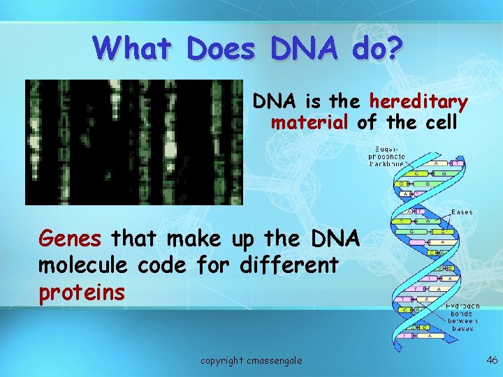 What Does DNA do? DNA is the hereditary material of the cell Genes that