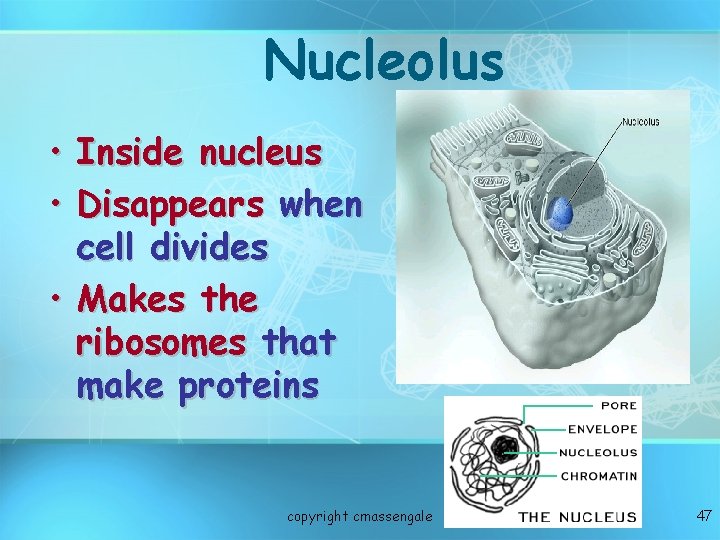 Nucleolus • • Inside nucleus Disappears when cell divides • Makes the ribosomes that