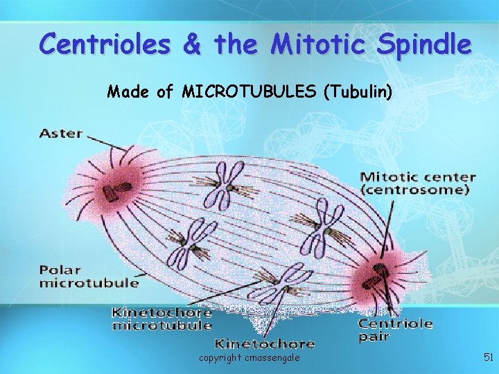 Centrioles & the Mitotic Spindle Made of MICROTUBULES (Tubulin) copyright cmassengale 51 