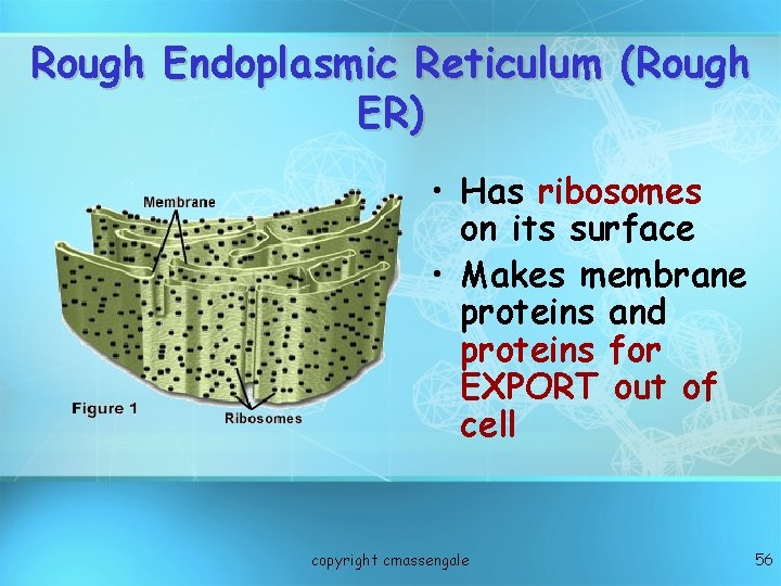 Rough Endoplasmic Reticulum (Rough ER) • Has ribosomes on its surface • Makes membrane