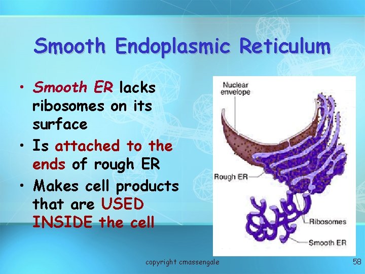 Smooth Endoplasmic Reticulum • Smooth ER lacks ribosomes on its surface • Is attached