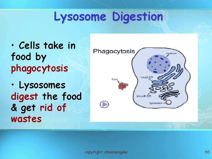 Lysosome Digestion • Cells take in food by phagocytosis • Lysosomes digest the food