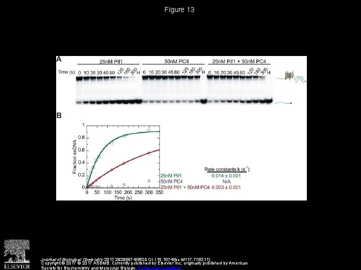 Figure 13 Journal of Biological Chemistry 2017 2929567 -9582 DOI: (10. 1074/jbc. M 117.