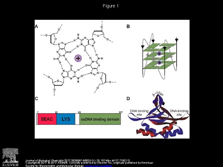 Figure 1 Journal of Biological Chemistry 2017 2929567 -9582 DOI: (10. 1074/jbc. M 117.