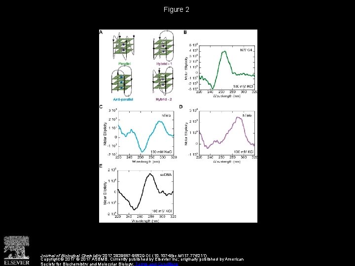 Figure 2 Journal of Biological Chemistry 2017 2929567 -9582 DOI: (10. 1074/jbc. M 117.