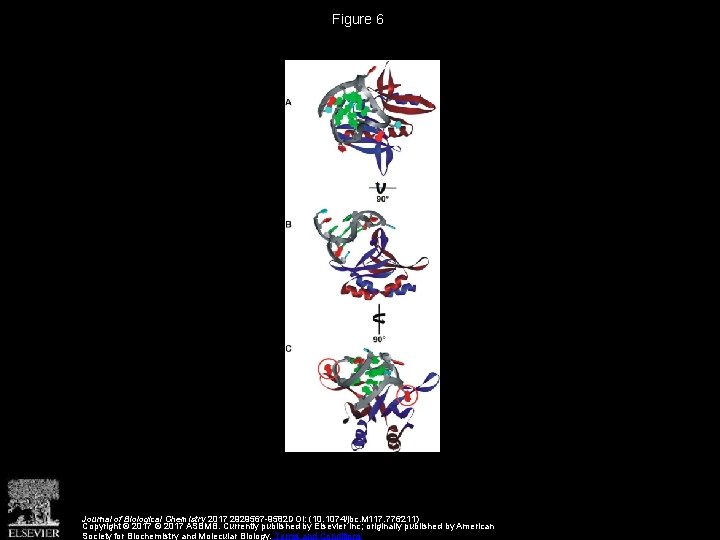 Figure 6 Journal of Biological Chemistry 2017 2929567 -9582 DOI: (10. 1074/jbc. M 117.