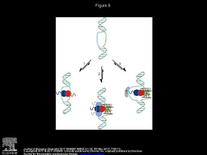 Figure 8 Journal of Biological Chemistry 2017 2929567 -9582 DOI: (10. 1074/jbc. M 117.