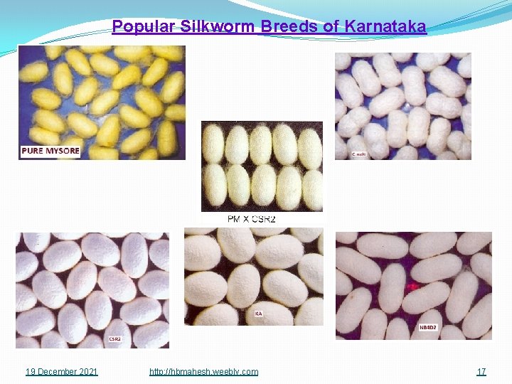 Popular Silkworm Breeds of Karnataka 19 December 2021 http: //hbmahesh. weebly. com 17 