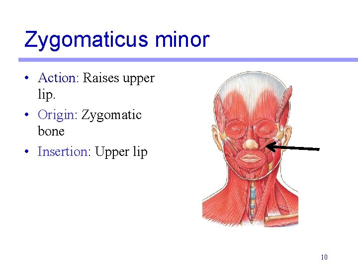 Zygomaticus minor • Action: Raises upper lip. • Origin: Zygomatic bone • Insertion: Upper