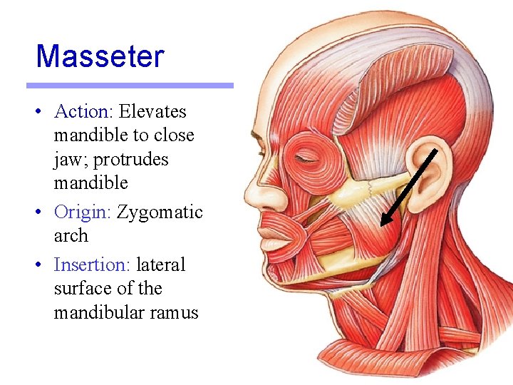 Masseter • Action: Elevates mandible to close jaw; protrudes mandible • Origin: Zygomatic arch