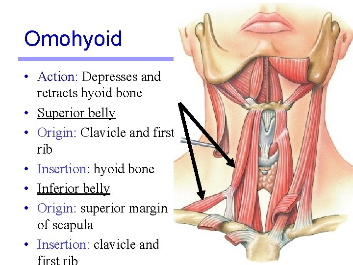 Omohyoid • Action: Depresses and retracts hyoid bone • Superior belly • Origin: Clavicle