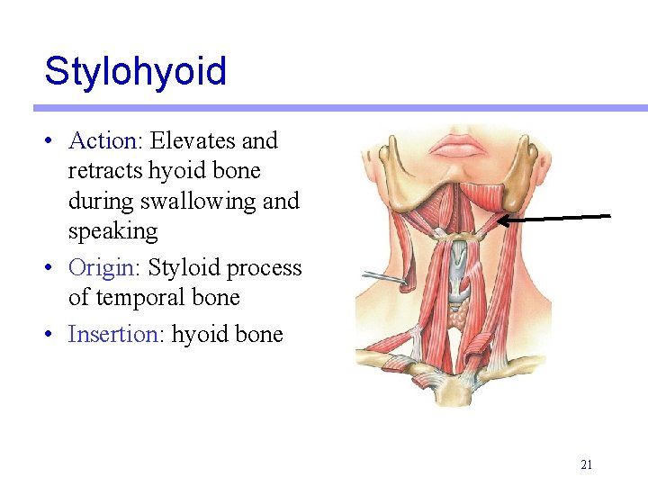 Stylohyoid • Action: Elevates and retracts hyoid bone during swallowing and speaking • Origin: