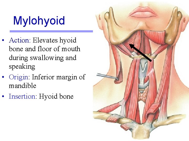 Mylohyoid • Action: Elevates hyoid bone and floor of mouth during swallowing and speaking