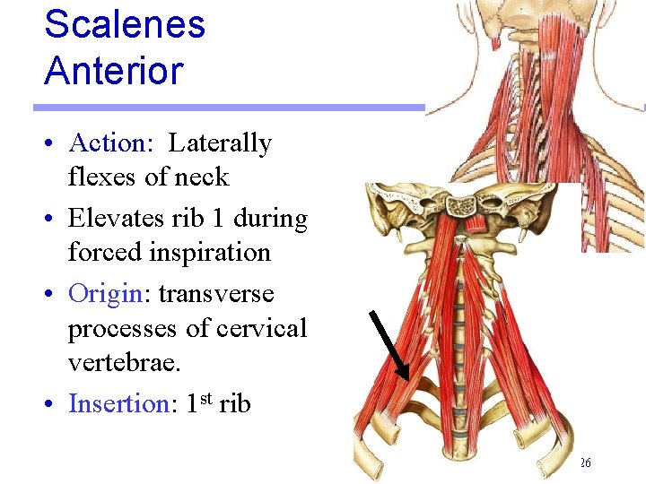 Scalenes Anterior • Action: Laterally flexes of neck • Elevates rib 1 during forced