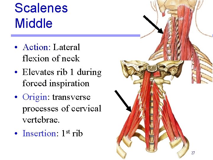 Scalenes Middle • Action: Lateral flexion of neck • Elevates rib 1 during forced