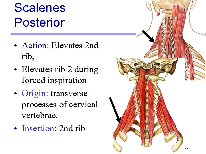 Scalenes Posterior • Action: Elevates 2 nd rib, • Elevates rib 2 during forced