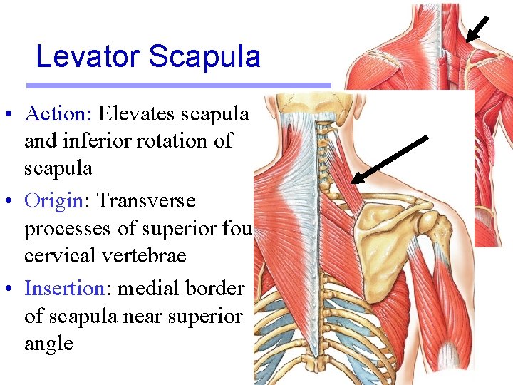 Levator Scapula • Action: Elevates scapula and inferior rotation of scapula • Origin: Transverse