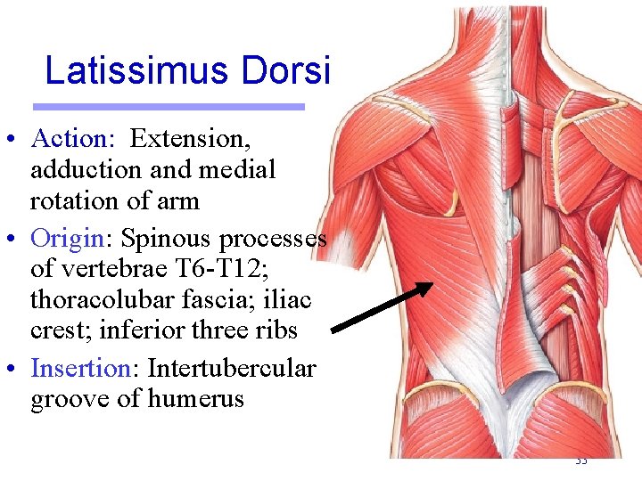 Latissimus Dorsi • Action: Extension, adduction and medial rotation of arm • Origin: Spinous