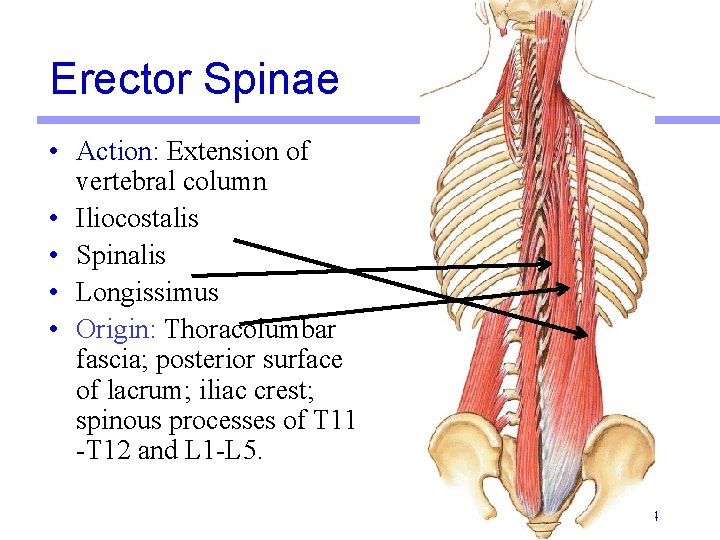 Erector Spinae • Action: Extension of vertebral column • Iliocostalis • Spinalis • Longissimus